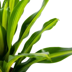 Goedkope Groen Tuin Geluk Winkel -Goedkope Groen Tuin Geluk Winkel dracaena burley drakenbloedboom p24 h90 5 1