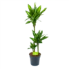 Dracaena Cintho - Op Stam - Drakenbloedboom - P21 H100 - Kamerplant