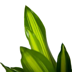 Dracaena Cintho - Op Stam - Drakenbloedboom - P21 H100 - Kamerplant -Goedkope Groen Tuin Geluk Winkel dracaena cintho op stam drakenbloedboom p21 h100 6 1