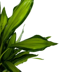 Dracaena Cintho - Op Stam - Drakenbloedboom - P24 H150 - Kamerplant -Goedkope Groen Tuin Geluk Winkel dracaena cintho op stam drakenbloedboom p24 h150 6 1