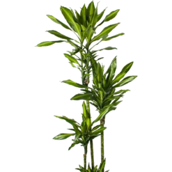 Dracaena Cintho - Op Stam - Drakenbloedboom - P27 H190 - Kamerplant 7 Dracaena Cintho - Op Stam - Drakenbloedboom - P27 H190 - Kamerplant -Goedkope Groen Tuin Geluk Winkel dracaena cintho op stam drakenbloedboom p27 h190 5