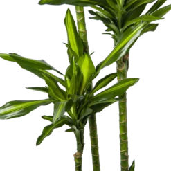 Dracaena Cintho - Op Stam - Drakenbloedboom - P27 H190 - Kamerplant 8 Dracaena Cintho - Op Stam - Drakenbloedboom - P27 H190 - Kamerplant -Goedkope Groen Tuin Geluk Winkel dracaena cintho op stam drakenbloedboom p27 h190 6