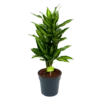 Dracaena Cintho - Vertakt - Drakenbloedboom - P21 H70 - Kamerplant 2 Dracaena Cintho - Vertakt - Drakenbloedboom - P21 H70 - Kamerplant -Goedkope Groen Tuin Geluk Winkel dracaena cintho vertakt drakenbloedboom p21 h70 1 1