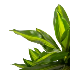 Dracaena Cintho - Vertakt - Drakenbloedboom - P21 H70 - Kamerplant -Goedkope Groen Tuin Geluk Winkel dracaena cintho vertakt drakenbloedboom p21 h70 5 1