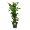 Dracaena Cintho - Vertakt - Drakenbloedboom - P27 H120 - Kamerplant -Goedkope Groen Tuin Geluk Winkel dracaena cintho vertakt drakenbloedboom p27 h120 1 3