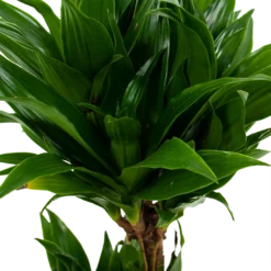 Dracaena Compacta - Op Stam - Drakenbloedboom - P17 H55 - Kamerplant -Goedkope Groen Tuin Geluk Winkel dracaena compacta drakenbloedboom p17 h55 5