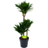 Dracaena Compacta - Op Stam - Drakenbloedboom - P21 H100 - Kamerplant -Goedkope Groen Tuin Geluk Winkel dracaena compacta op stam drakenbloedboom p21 h100 1