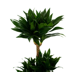 Dracaena Compacta - Op Stam - Drakenbloedboom - P21 H100 - Kamerplant -Goedkope Groen Tuin Geluk Winkel dracaena compacta op stam drakenbloedboom p21 h100 5