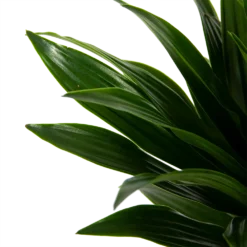 Dracaena Compacta - Op Stam - Drakenbloedboom - P21 H100 - Kamerplant -Goedkope Groen Tuin Geluk Winkel dracaena compacta op stam drakenbloedboom p21 h100 6