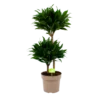 Dracaena Compacta - Op Stam - Drakenbloedboom - P21 H80 - Kamerplant -Goedkope Groen Tuin Geluk Winkel dracaena compacta op stam drakenbloedboom p21 h80 1 2
