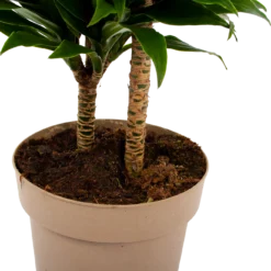 Dracaena Compacta - Op Stam - Drakenbloedboom - P21 H80 - Kamerplant -Goedkope Groen Tuin Geluk Winkel dracaena compacta op stam drakenbloedboom p21 h80 6 2