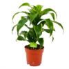 Dracaena Dorado - Drakenbloedboom - P17 H55 - Kamerplant -Goedkope Groen Tuin Geluk Winkel dracaena dorado drakenbloedboom p17 h55 4