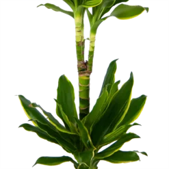 Dracaena Golden Coast - Op Stam - Drakenbloedboom - P19 H90 - Kamerplant -Goedkope Groen Tuin Geluk Winkel dracaena golden coast op stam drakenbloedboom p19 h90 kamerplant 3