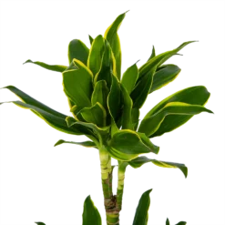 Dracaena Golden Coast - Op Stam - Drakenbloedboom - P19 H90 - Kamerplant -Goedkope Groen Tuin Geluk Winkel dracaena golden coast op stam drakenbloedboom p19 h90 kamerplant 4