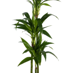 Dracaena Janet Craig - Op Stam - Drakenbloedboom - P24 H140 - Kamerplant -Goedkope Groen Tuin Geluk Winkel dracaena janet craig op stam drakenbloedboom p24 h140 kamerplant 2