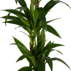 Dracaena Janet Craig - Op Stam - Drakenbloedboom - P24 H140 - Kamerplant -Goedkope Groen Tuin Geluk Winkel dracaena janet craig op stam drakenbloedboom p24 h140 kamerplant 3