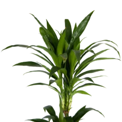 Dracaena Janet Craig - Op Stam - Drakenbloedboom - P24 H140 - Kamerplant -Goedkope Groen Tuin Geluk Winkel dracaena janet craig op stam drakenbloedboom p24 h140 kamerplant 4