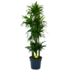 Dracaena Janet Craig - Op Stam - Drakenbloedboom - P34 H170 - Kamerplant -Goedkope Groen Tuin Geluk Winkel dracaena janet craig op stam drakenbloedboom p34 h170 1 1