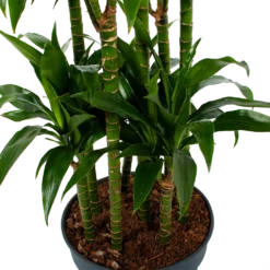 Dracaena Janet Craig - Op Stam - Drakenbloedboom - P34 H170 - Kamerplant 7 Dracaena Janet Craig - Op Stam - Drakenbloedboom - P34 H170 - Kamerplant -Goedkope Groen Tuin Geluk Winkel dracaena janet craig op stam drakenbloedboom p34 h170 5 1