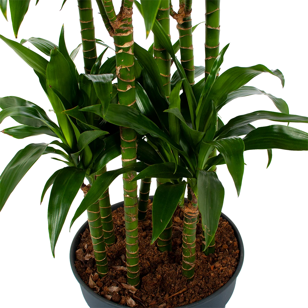 Dracaena Janet Craig - Op Stam - Drakenbloedboom - P34 H170 - Kamerplant 4 Dracaena Janet Craig - Op Stam - Drakenbloedboom - P34 H170 - Kamerplant - Afbeelding 2