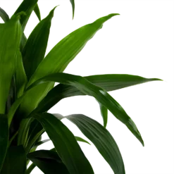 Dracaena Janet Craig - Op Stam - Drakenbloedboom - P34 H170 - Kamerplant 8 Dracaena Janet Craig - Op Stam - Drakenbloedboom - P34 H170 - Kamerplant -Goedkope Groen Tuin Geluk Winkel dracaena janet craig op stam drakenbloedboom p34 h170 6 1