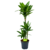 Dracaena Janet Lind - Op Stam - Drakenbloedboom - P21 H100 - Kamerplant -Goedkope Groen Tuin Geluk Winkel dracaena janet lind op stam drakenbloedboom p21 h100 1 1