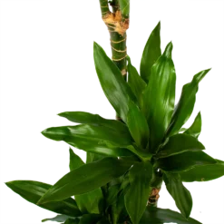 Dracaena Janet Lind - Op Stam - Drakenbloedboom - P21 H100 - Kamerplant -Goedkope Groen Tuin Geluk Winkel dracaena janet lind op stam drakenbloedboom p21 h100 6 1