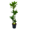 Dracaena Janet Lind - Op Stam - Drakenbloedboom - P27 H150 - Kamerplant 1 Dracaena Janet Lind - Op Stam - Drakenbloedboom - P27 H150 - Kamerplant -Goedkope Groen Tuin Geluk Winkel dracaena janet lind op stam drakenbloedboom p27 h150 1 1