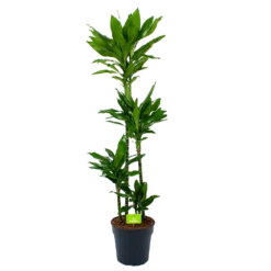 Dracaena Janet Lind - Op Stam - Drakenbloedboom - P27 H150 - Kamerplant