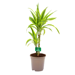 Dracaena Lemon Lime - Op Stam - Drakenbloedboom - P17 H65 - Kamerplant