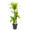 Dracaena Lemon Lime - Op Stam - Drakenbloedboom - P21 H100 - Kamerplant -Goedkope Groen Tuin Geluk Winkel dracaena lemon lime op stam drakenbloedboom p21 h100 1 1
