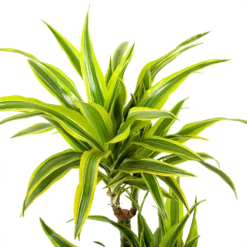 Dracaena Lemon Lime - Op Stam - Drakenbloedboom - P21 H100 - Kamerplant -Goedkope Groen Tuin Geluk Winkel dracaena lemon lime op stam drakenbloedboom p21 h100 5 1