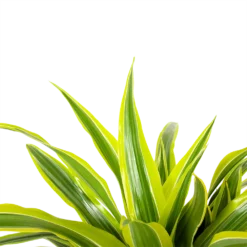 Dracaena Lemon Lime - Op Stam - Drakenbloedboom - P21 H100 - Kamerplant -Goedkope Groen Tuin Geluk Winkel dracaena lemon lime op stam drakenbloedboom p21 h100 6 1