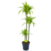 Dracaena Lemon Lime - Op Stam - Drakenbloedboom - P24 H150 - Kamerplant 2 Dracaena Lemon Lime - Op Stam - Drakenbloedboom - P24 H150 - Kamerplant -Goedkope Groen Tuin Geluk Winkel dracaena lemon lime op stam drakenbloedboom p24 h150 1
