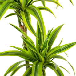 Dracaena Lemon Lime - Op Stam - Drakenbloedboom - P24 H150 - Kamerplant -Goedkope Groen Tuin Geluk Winkel dracaena lemon lime op stam drakenbloedboom p24 h150 5