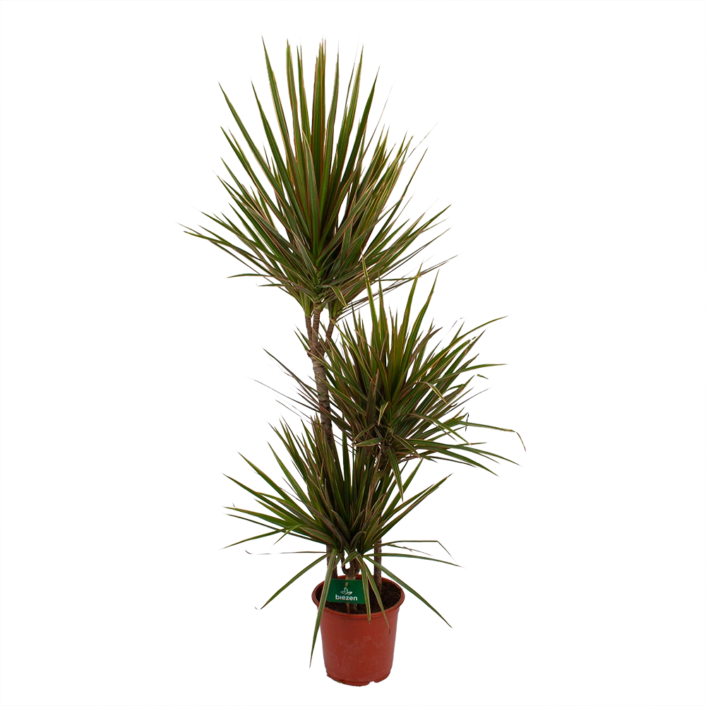 Dracaena Marginata Bicolor - Op Stam - Drakenbloedboom - P21 H125 - Kamerplant