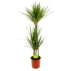 Dracaena Marginata Groen - Op Stam - Drakenbloedboom - P19 H120 - Kamerplant -Goedkope Groen Tuin Geluk Winkel dracaena marginata groen op stam drakenbloedboom p19 h120 4 2