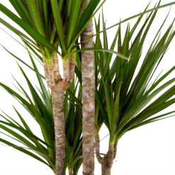 Dracaena Marginata Groen - Op Stam - Drakenbloedboom - P19 H120 - Kamerplant -Goedkope Groen Tuin Geluk Winkel dracaena marginata groen op stam drakenbloedboom p19 h120 5 2