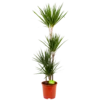 Dracaena Marginata Groen - Op Stam - Drakenbloedboom - P24 H150 - Kamerplant -Goedkope Groen Tuin Geluk Winkel dracaena marginata groen op stam drakenbloedboom p24 h150 4 2