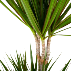 Dracaena Marginata Groen - Op Stam - Drakenbloedboom - P24 H150 - Kamerplant -Goedkope Groen Tuin Geluk Winkel dracaena marginata groen op stam drakenbloedboom p24 h150 5 2