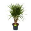 Dracaena Marginata Groen - Vertakt - Drakenbloedboom - P27 H120 - Kamerplant -Goedkope Groen Tuin Geluk Winkel dracaena marginata groen vertakt drakenbloedboom p27 h120 1 3