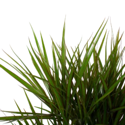 Dracaena Marginata Groen - Vertakt - Drakenbloedboom - P27 H120 - Kamerplant -Goedkope Groen Tuin Geluk Winkel dracaena marginata groen vertakt drakenbloedboom p27 h120 6 3