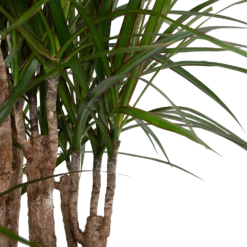 Dracaena Marginata Groen - Vertakt - Drakenbloedboom - P30 H140 - Kamerplant -Goedkope Groen Tuin Geluk Winkel dracaena marginata groen vertakt drakenbloedboom p30 h140 6