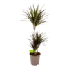 Dracaena Marginata Magenta - Op Stam - Drakenbloedboom-p24 H120 - Kamerplant