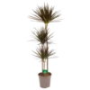 Dracaena Marginata Magenta - Op Stam - Drakenbloedboom - P24 H140 - Kamerplant