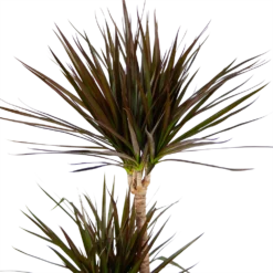 Dracaena Marginata Magenta - Op Stam - Drakenbloedboom - P24 H140 - Kamerplant -Goedkope Groen Tuin Geluk Winkel dracaena marginata magenta op stam drakenbloedboom p24 h140 kamerplant 4