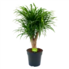 Dracaena Reflexa Anita - Enkele Stam - Drakenbloedboom - P21 H80 - Kamerplant 2 Dracaena Reflexa Anita - Enkele Stam - Drakenbloedboom - P21 H80 - Kamerplant -Goedkope Groen Tuin Geluk Winkel dracaena reflexa anita drakenbloedboom p21 h80 4