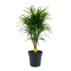 Dracaena Reflexa Anita - Enkele Stam - Drakenbloedboom-p24 H110 - Kamerplant -Goedkope Groen Tuin Geluk Winkel dracaena reflexa anita drakenbloedboom p24 h110 4