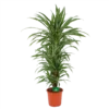 Dracaena Warneckei - Vertakt - Drakenbloedboom - P24 H110 - Kamerplant -Goedkope Groen Tuin Geluk Winkel dracaena warneckei vertakt drakenbloedboom p24 h110 kamerplant 1
