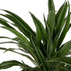 Dracaena Warneckei - Vertakt - Drakenbloedboom - P24 H110 - Kamerplant -Goedkope Groen Tuin Geluk Winkel dracaena warneckei vertakt drakenbloedboom p24 h110 kamerplant 4